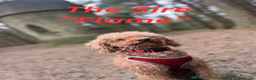 Miniature Poodle dogs for sale: FOX Red Miniature Poodles!!! 400 Health Tests!! - Advert 27