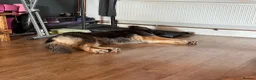 German Shepherd dogs for sale: Stunning Blue & Tan GSD female - Advert 5
