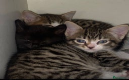 Mixed Breed cats for sale: Mix breed kittens  - Image 6