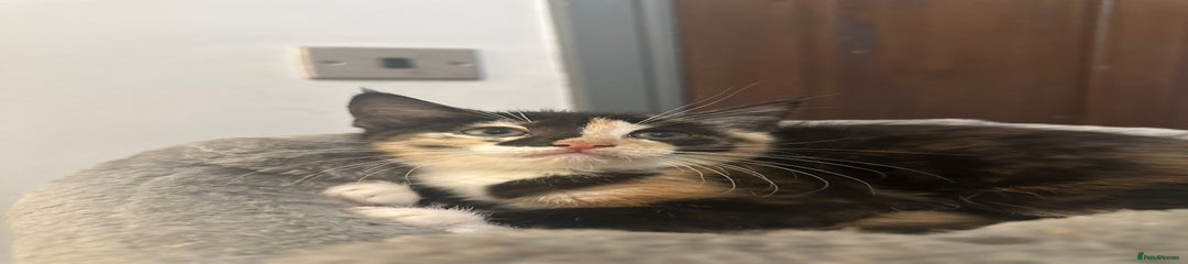 Mixed Breed Kitten 1