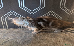 Maine Coon cats for sale: Pedigree Maine coons ready 17/11/25 - Advert 10