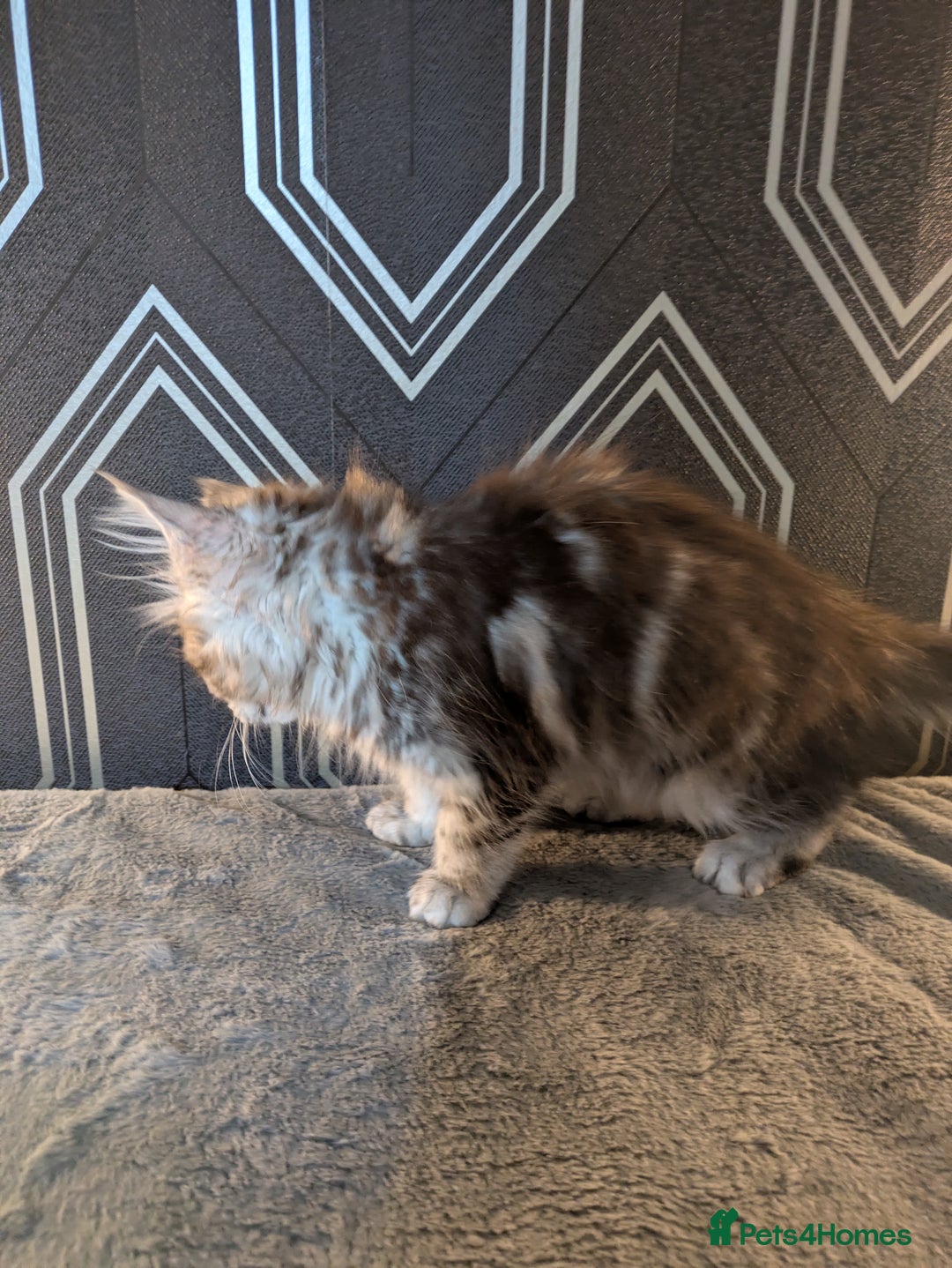 Maine Coon cats for sale: Pedigree Maine coons ready 17/11/25 - Advert 10