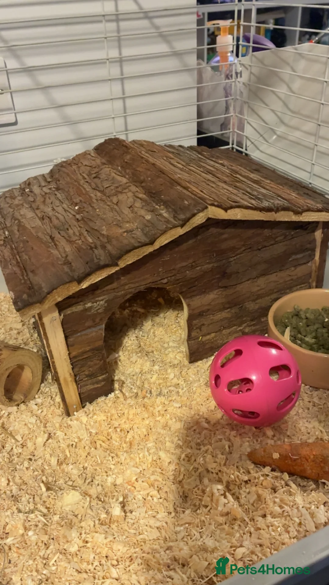 Guinea Pig rodents for sale: Guinea pigs and set up  - Advert 8