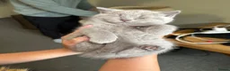 British Shorthair cats for sale: BSH  kittens lilac and blue - Advert 16