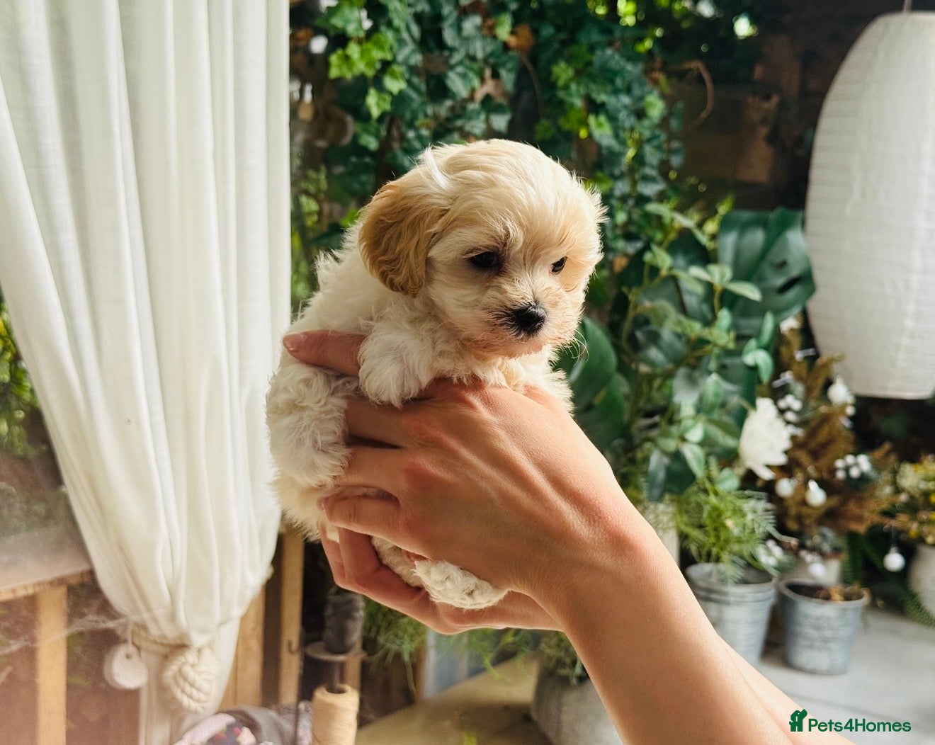 Maltipoo dogs * Tiny Korean Maltipoo Babies * - Advert 13