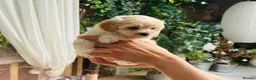 Maltipoo dogs for sale: * Tiny Korean Maltipoo Babies * - Advert 5
