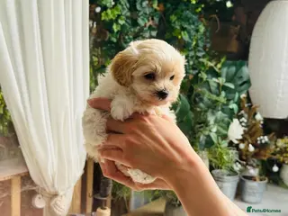 Maltipoo dogs * Tiny Korean Maltipoo Babies * - Advert 1