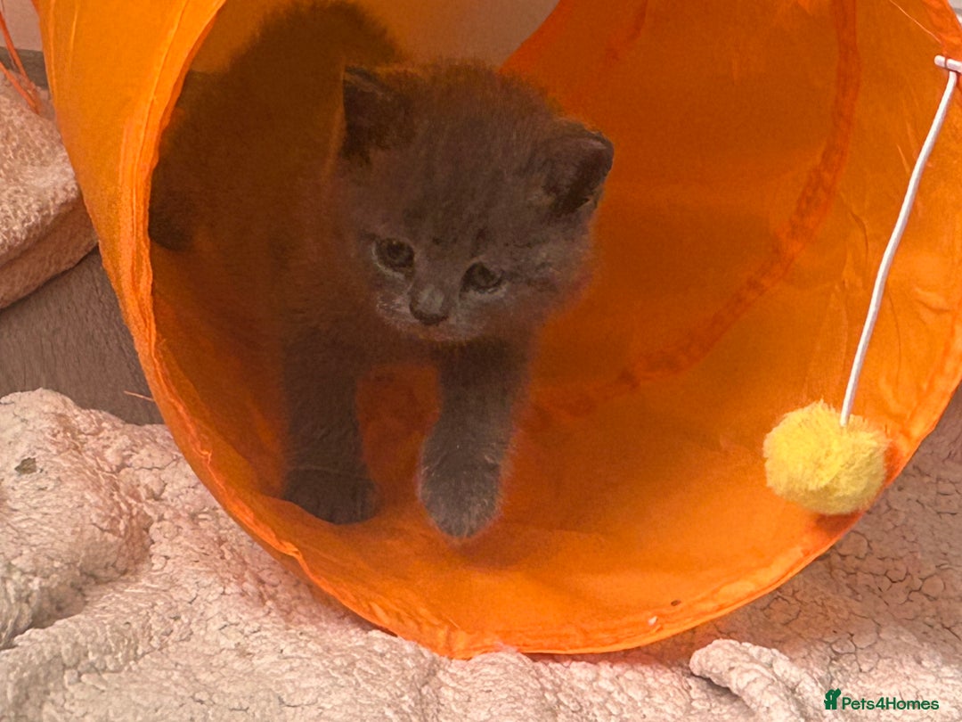 British Shorthair cats for sale: 1 baby girl left!  - Image 6