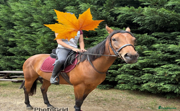 English Thoroughbred horses - Advert 3