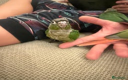 Conures birds for sale: 6 weeks tamed babies conure for sale - Image 13