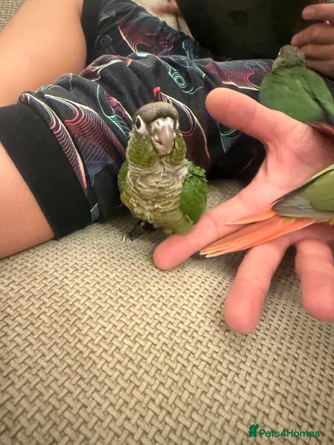 Conures birds for sale: 6 weeks tamed babies conure for sale - Image 13
