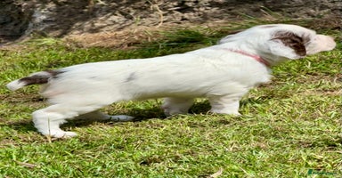 English Springer Spaniel dogs - Advert 12