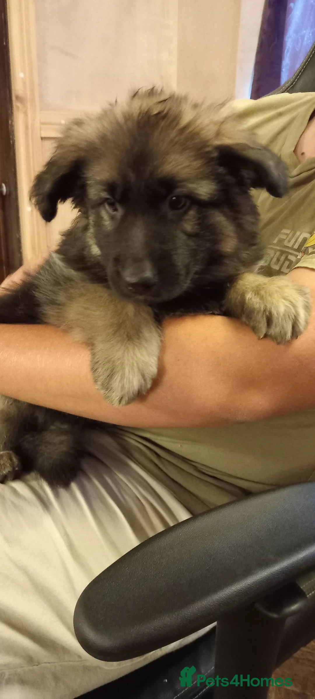 German Shepherd dogs for sale:  LONG COAT/SEMI LONG COAT GERMAN SHEPHERD PUPPIES - Advert 2