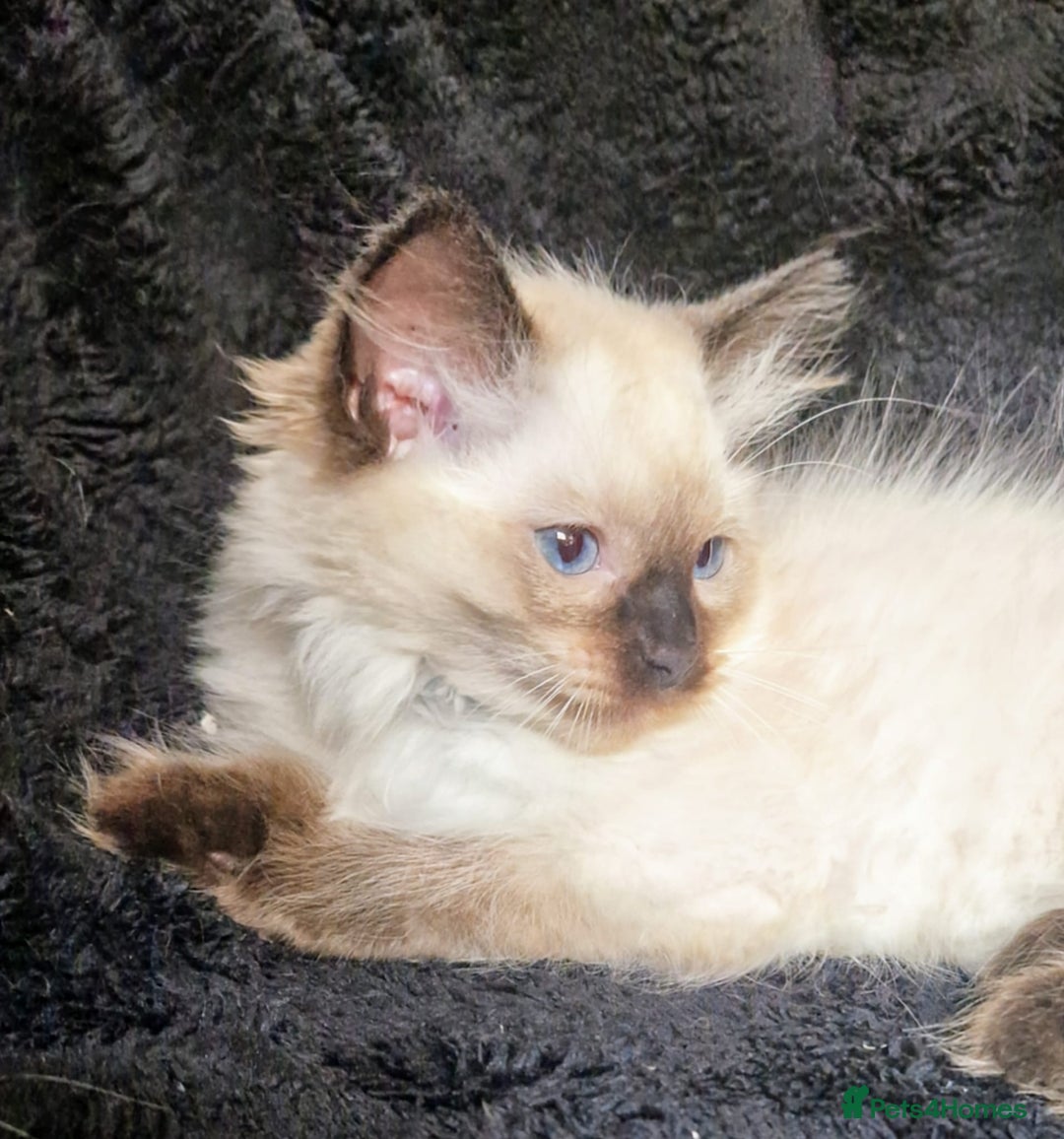Ragdoll cats for sale: 1 LOVING RAGDOLL BOY is WAITING FOR LOVING HOME - Image 9