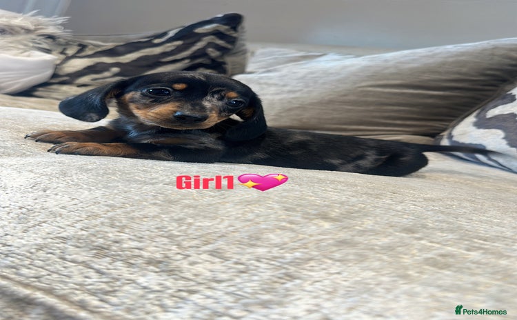 Miniature Dachshund dogs - Advert 1