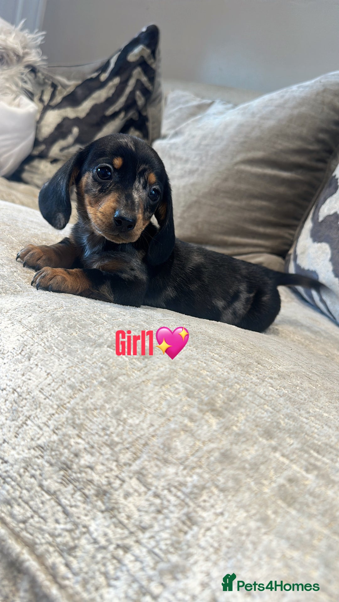 Miniature Dachshund dogs for sale: 🐾Adorable miniature dachshunds 🐾 - Image 3