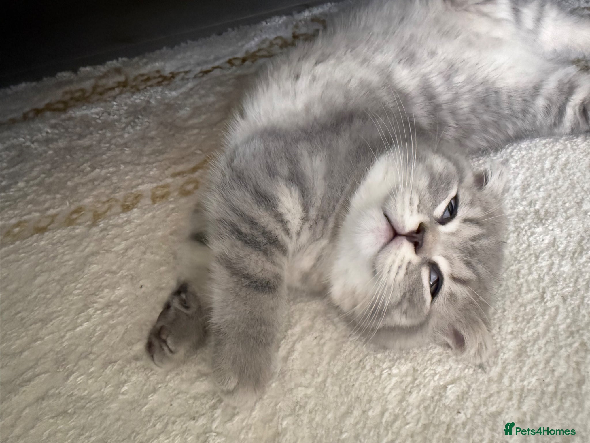 Scottish Fold cats Adorable Scottish fold kittens for sale🐾 - Advert 2