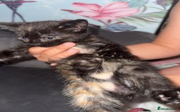 Mixed Breed cats for sale: 4 beautiful girls - Image 4