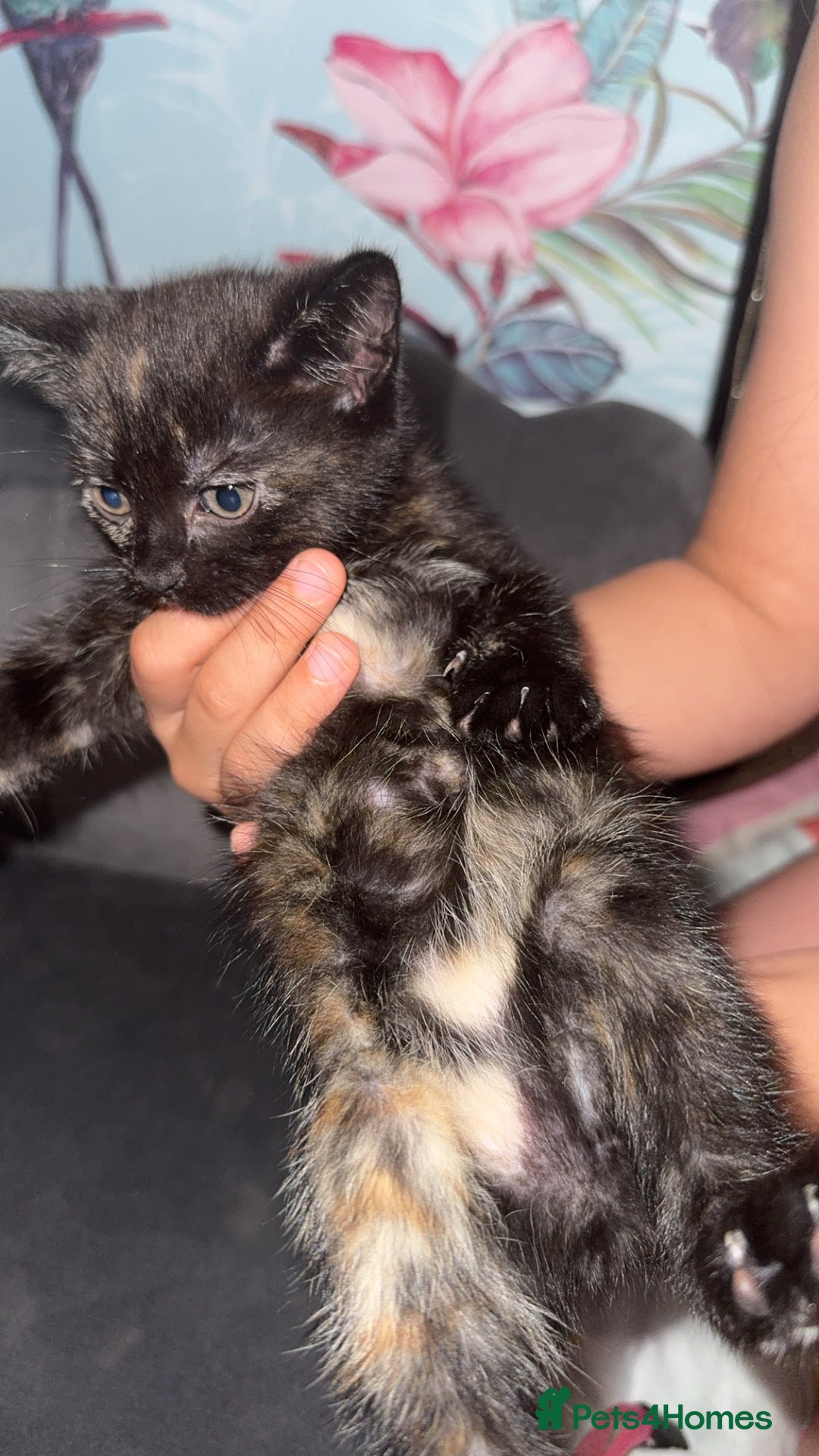 Mixed Breed cats for sale: 4 beautiful girls - Image 4