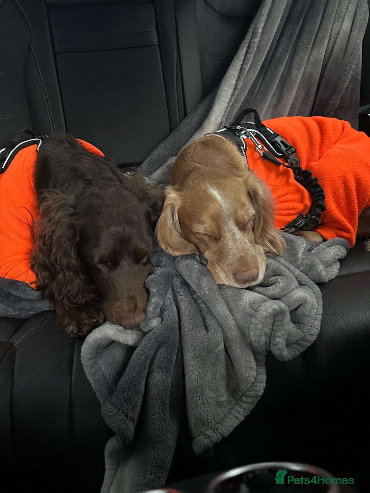 Cocker Spaniel dogs 2x working cock spaniels  - Advert 9