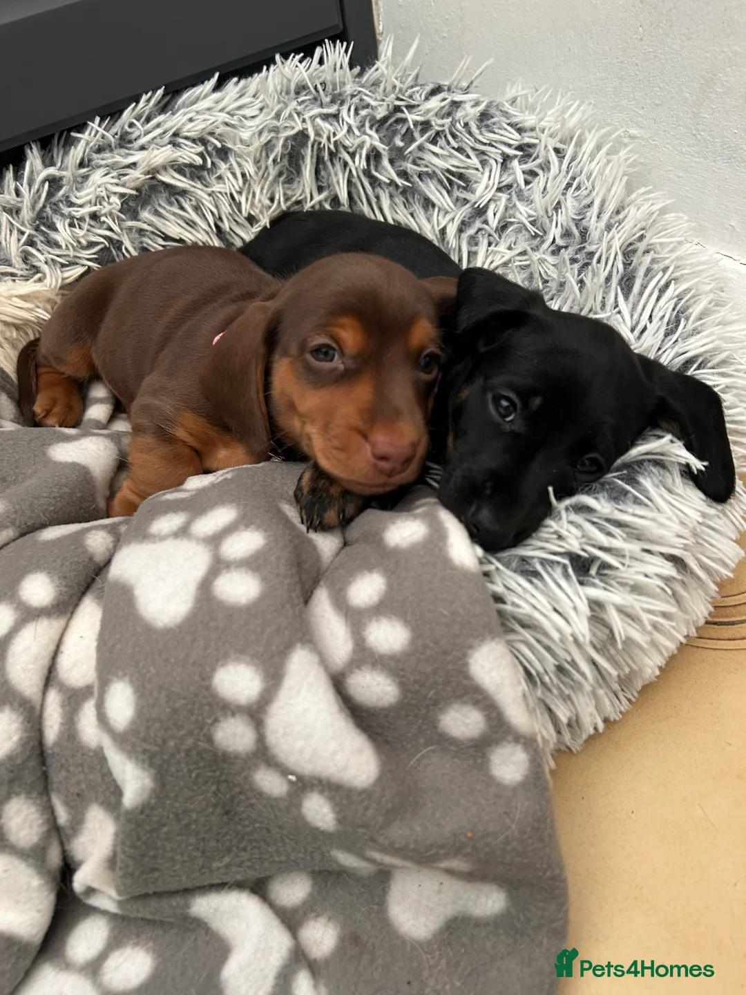 Dachshund dogs for sale: Dachshund puppie in Epping - Advert 2