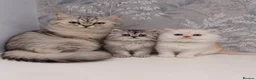 Persian cats for sale: 🐾 Stunning Pure Persian Kittens – Simba & Kovu 🐾 - Advert 6