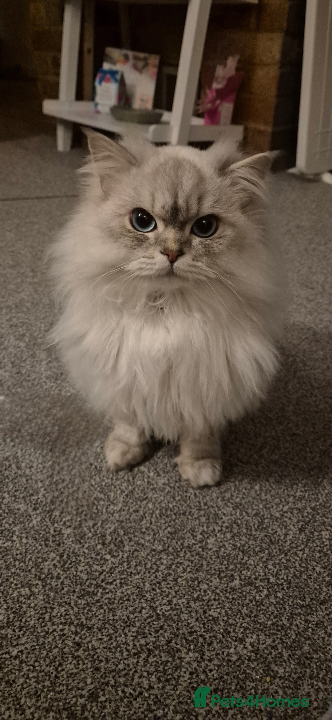 Scottish Fold cats for sale: Scottish Straight Longhair Male Neutered Blue Eyes - Advert 5
