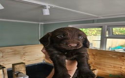Cocker Spaniel dogs for sale: beautiful cocker spaniel puppies - Image 8