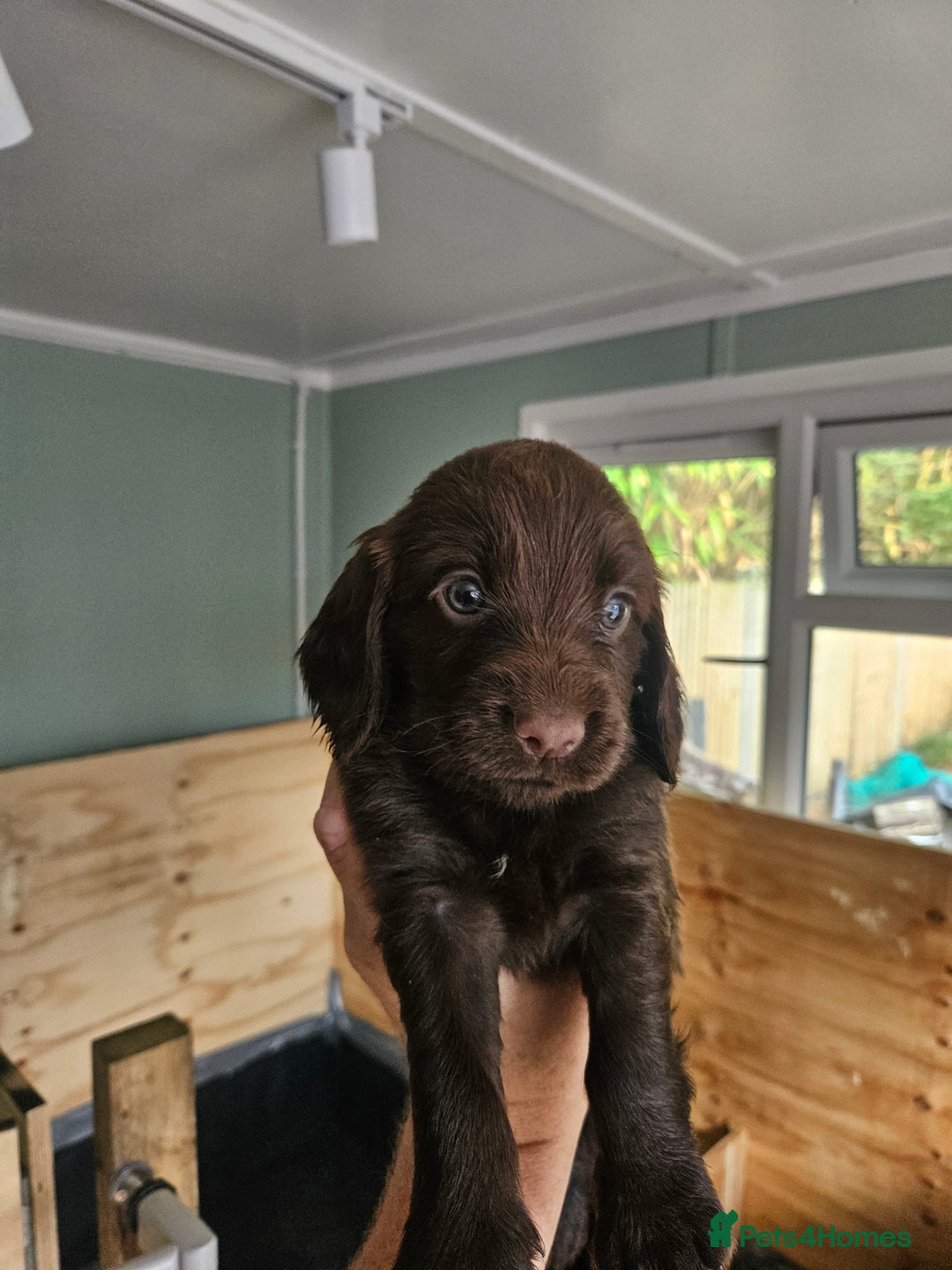 Cocker Spaniel dogs for sale: beautiful cocker spaniel puppies - Image 8
