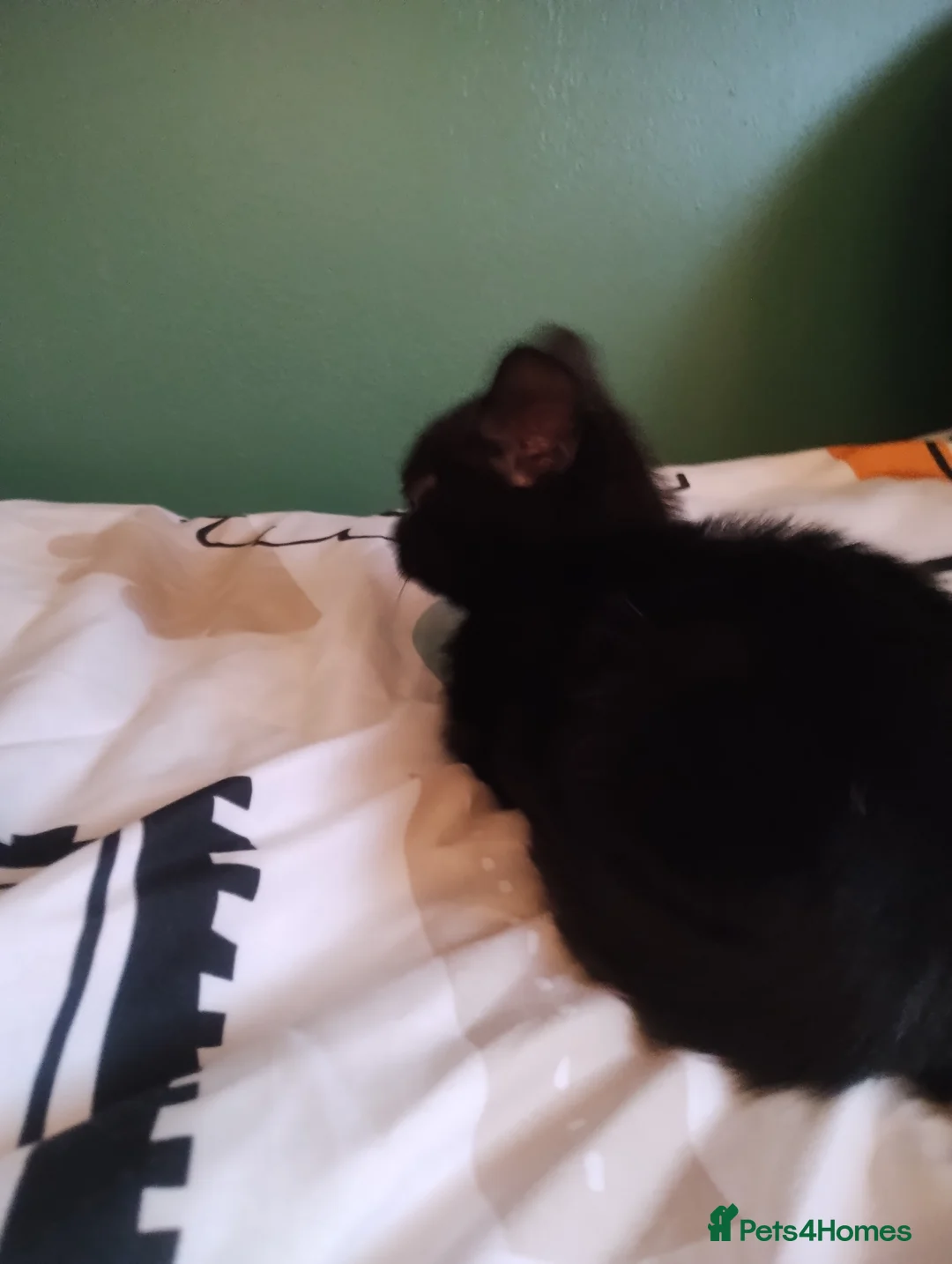 Mixed Breed cats for sale: Beautiful kittens - Advert 5