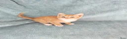Mixed Breed cats for sale: GINGER BOYS VIDEOS - Advert 10