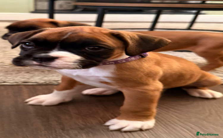 Boxer dogs - Advert 14