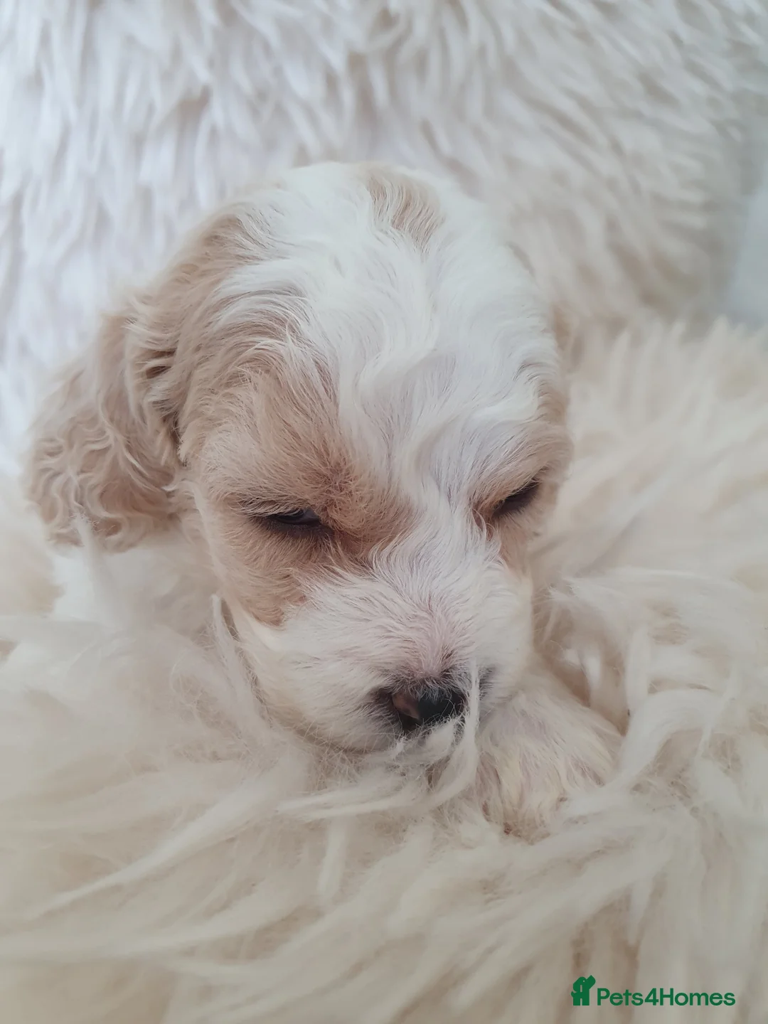Mixed Breed dogs for sale: Beautiful little of cavapoochon puppies - Advert 11