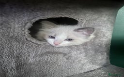 Ragdoll cats for sale: Stunning male Ragdoll kittens only 2 left - Image 6