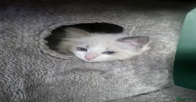 Ragdoll cats - Advert 13