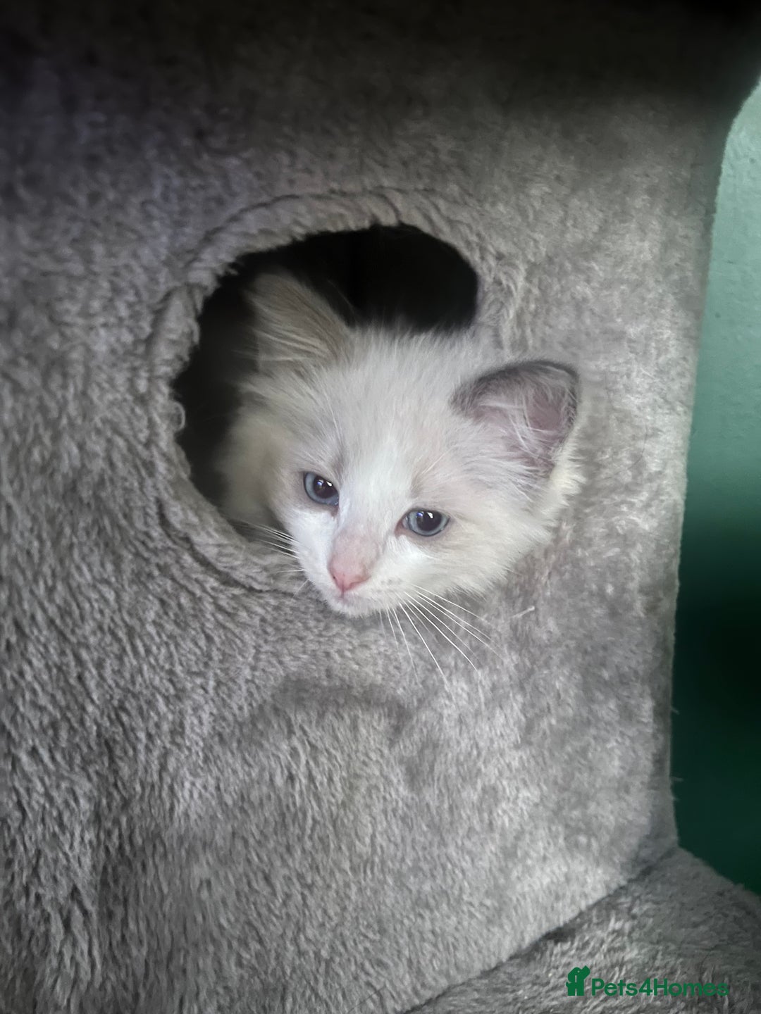 Ragdoll cats for sale: Stunning male Ragdoll kittens only 2 left - Image 6