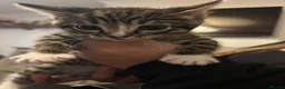 Mixed Breed cats for sale: Tabby boys  - Advert 9