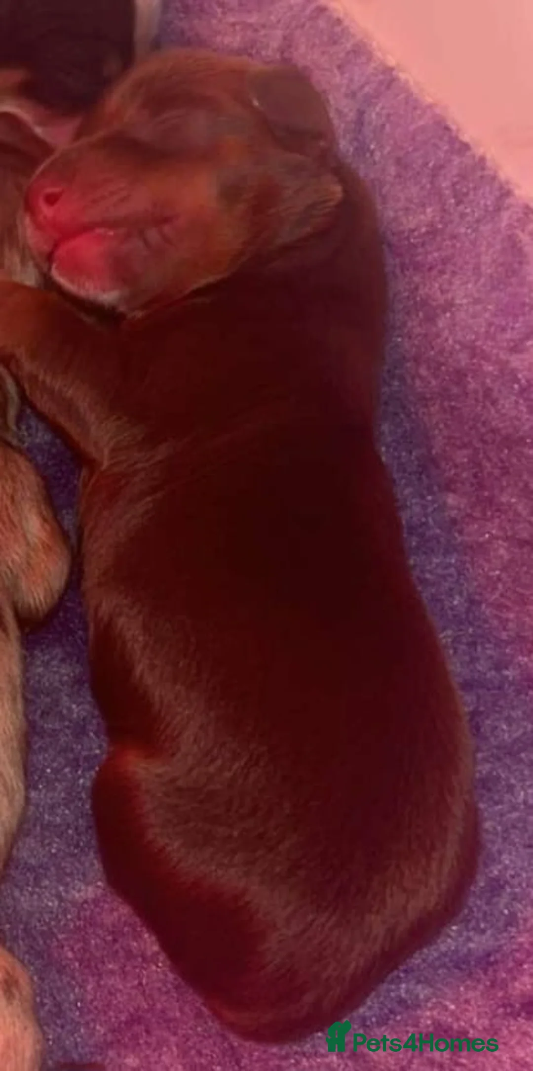 Miniature Dachshund dogs for sale: KC Reg Long-Haired Miniature Dachshund Puppies  - Advert 19