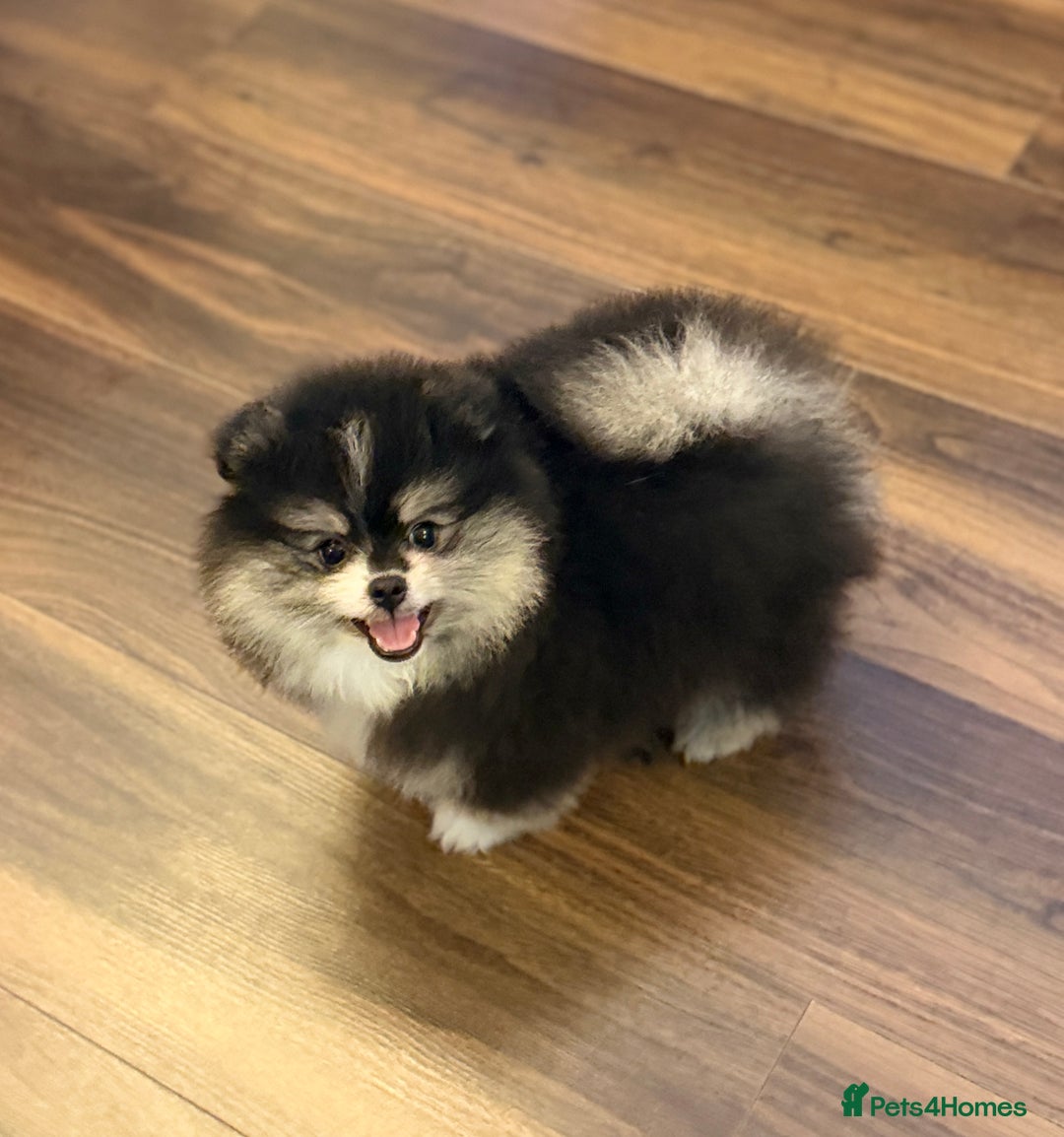 Pomeranian dogs for sale: Black &Tan Pomeranian puppy _Female - Advert 3