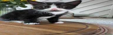Mixed Breed Kitten 3