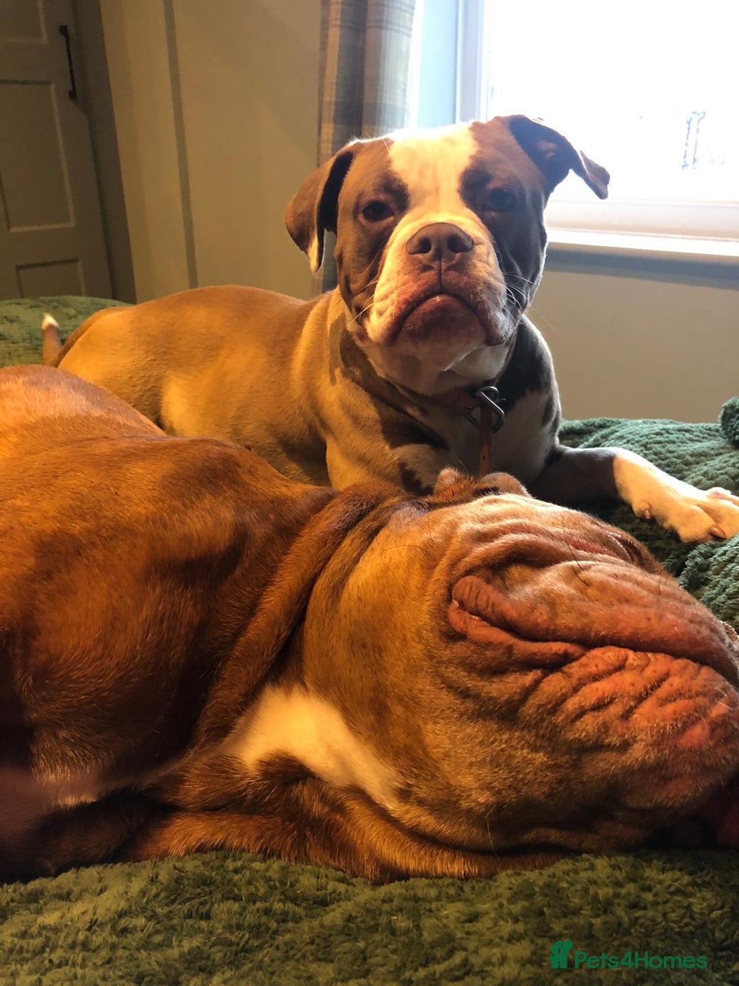Old Tyme Bulldog dogs for sale: Bulldog pups 💜 1 GIRL LEFT REDUCED 💜   - Image 17