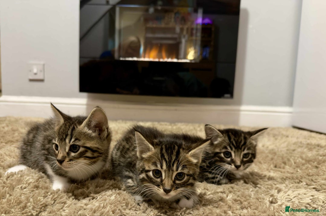 Mixed Breed cats for sale: Beautiful Half Bengal kittens - Advert 10