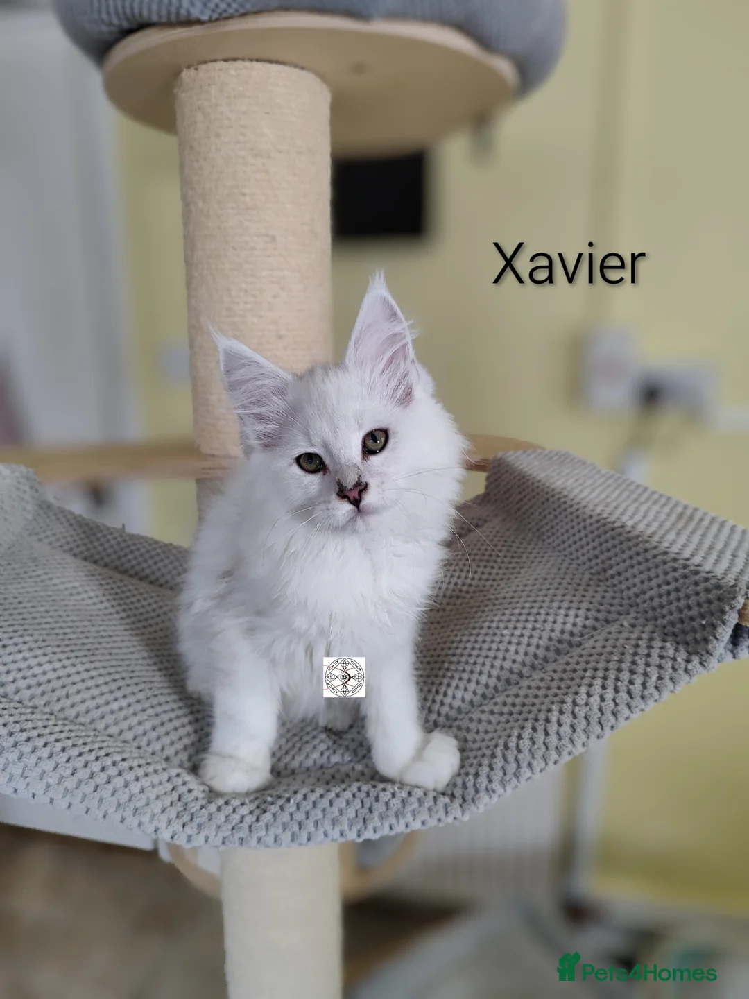 Maine Coon cats for sale: Unique maine coon kittens ❤️ ONLY PET ‼️ - Advert 1