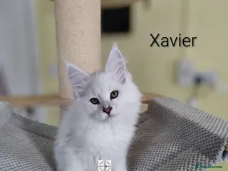 Maine Coon cats Unique maine coon kittens ❤️ - Advert 5