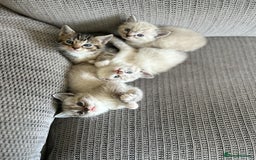 Ragdoll cats for sale: ONE BOY LEFT  Ragdoll cross kittens for sale  - Image 7