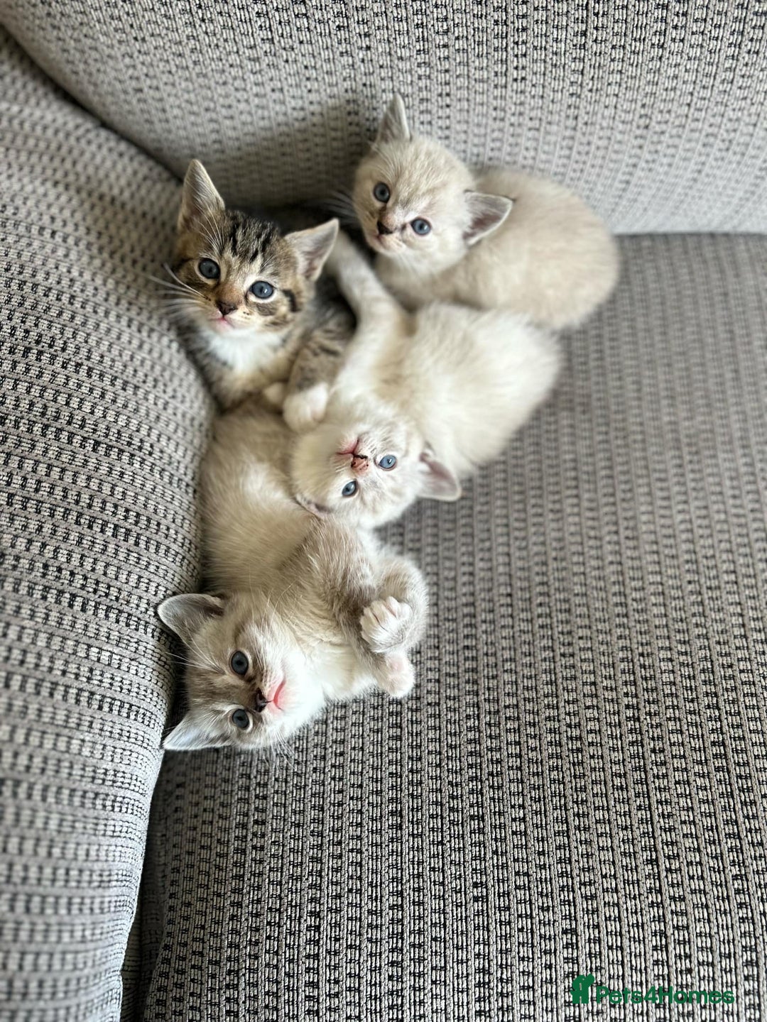Ragdoll cats for sale: ONE BOY LEFT  Ragdoll cross kittens for sale  - Image 7