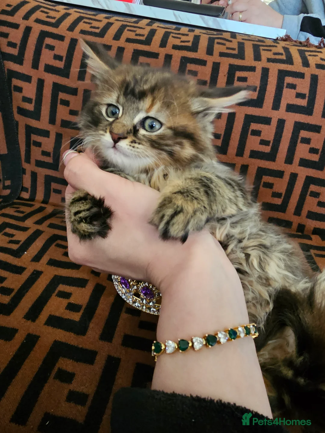 Maine Coon cats for sale:  Beautiful Siberian x Maine Coon Kittens Available - Advert 7