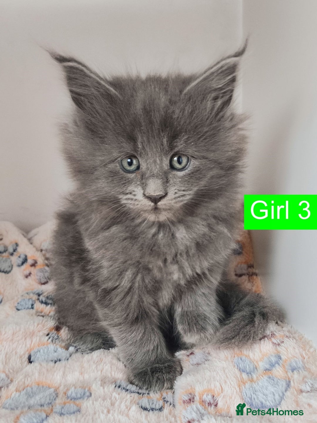 Maine Coon cats for sale: Blue Maine coon kittens + DNA health tested  - Advert 36