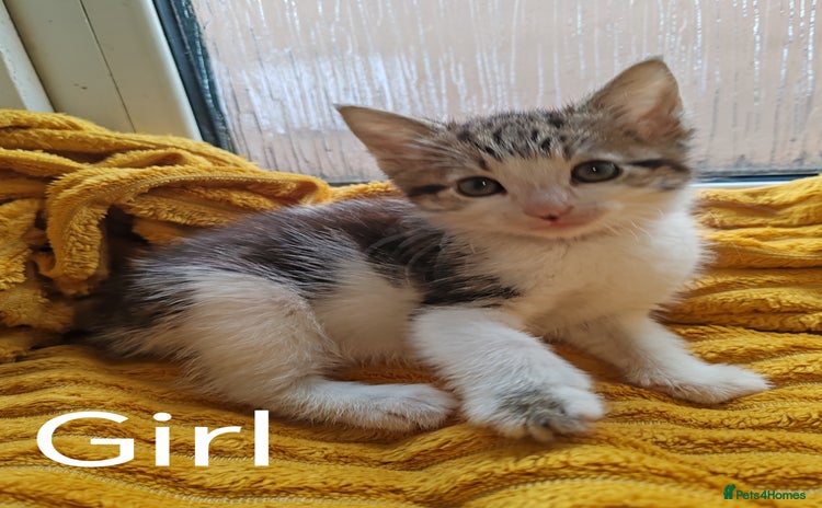 Mixed Breed cats - Advert 5