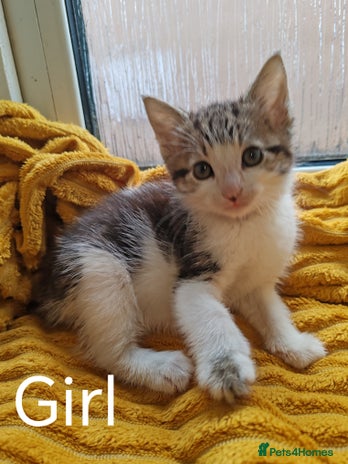 Mixed Breed cats - Advert 5